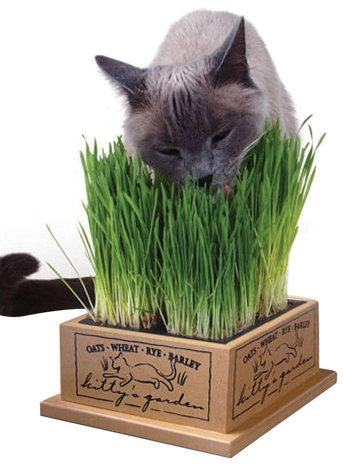 Kitty's Garden Organic Cat Grass Jeffers