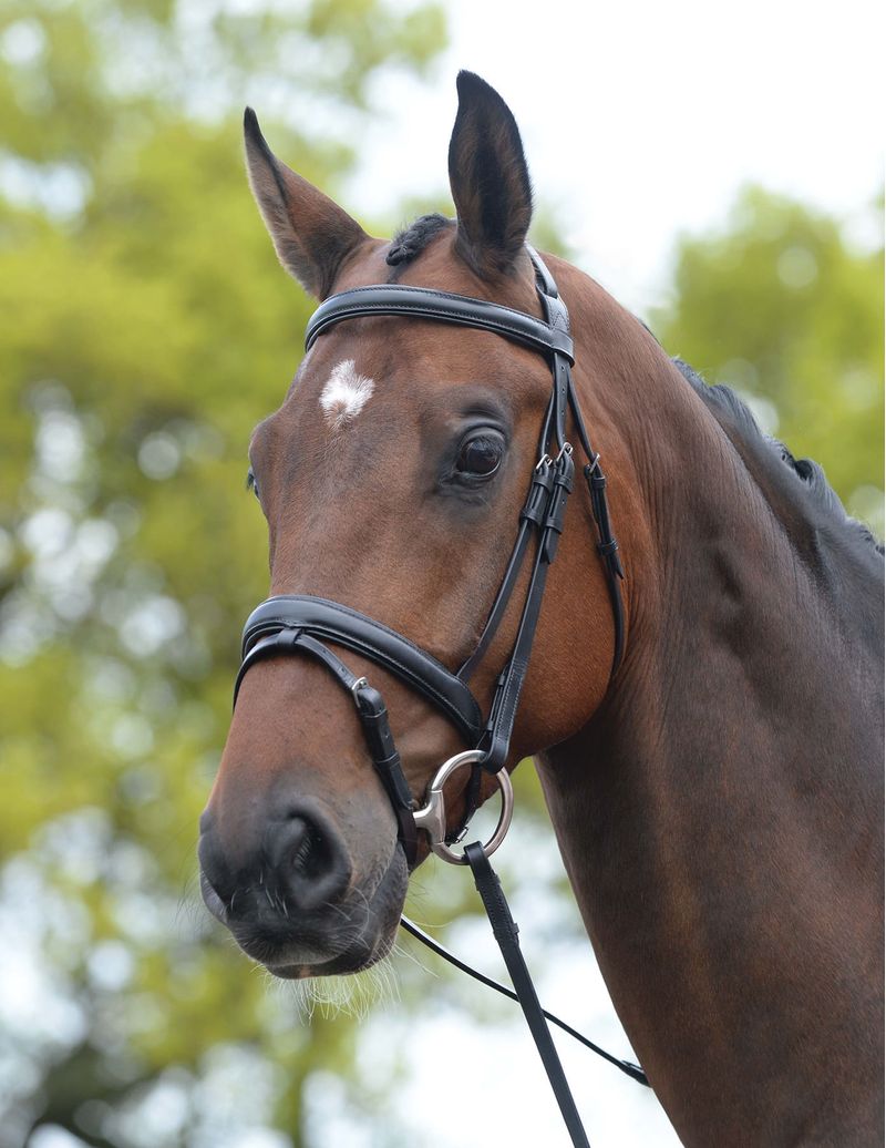 Kincade Padded Flash Horse Bridle Jeffers