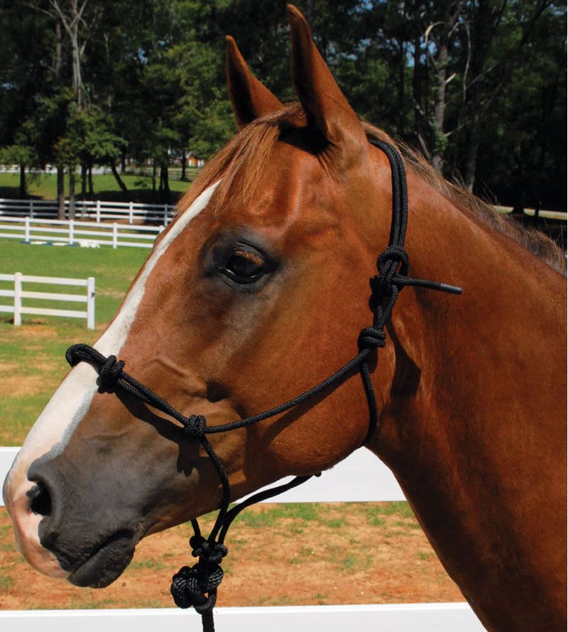 Knotted Training Horse Halter by Mustang Mfg. Jeffers