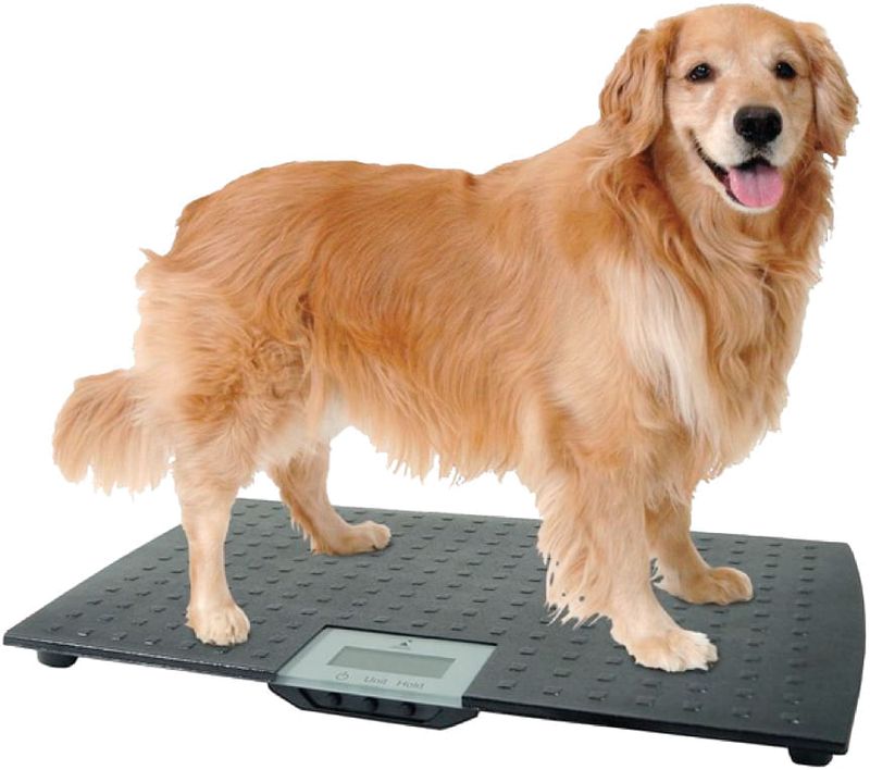 Pets Weighbridge Dog Scale Measure Tool Postal Digital Food