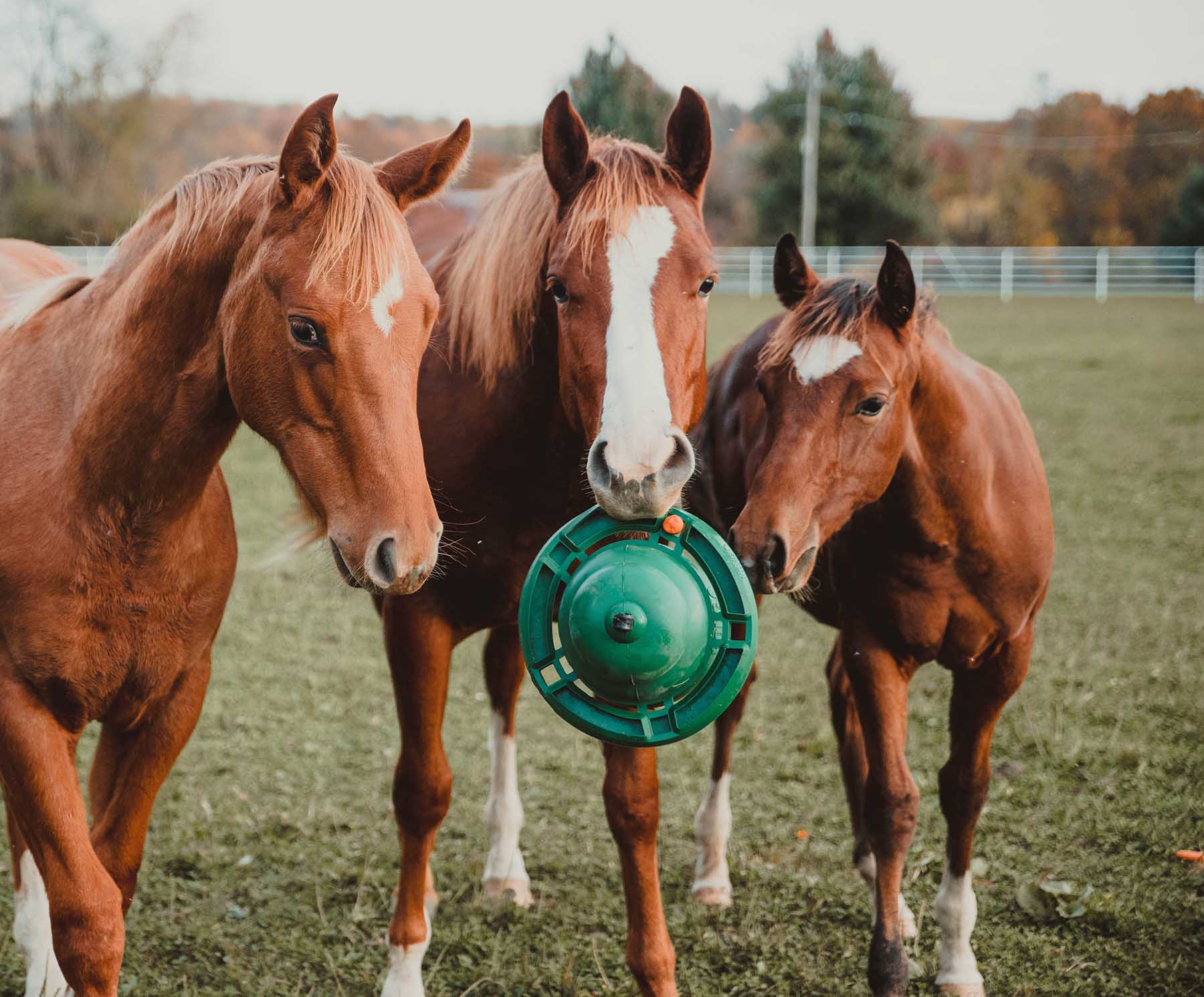 Horse balls