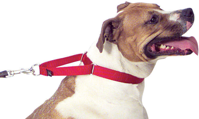 The-Premier-Dog-Collar-3-4--x-8----12-