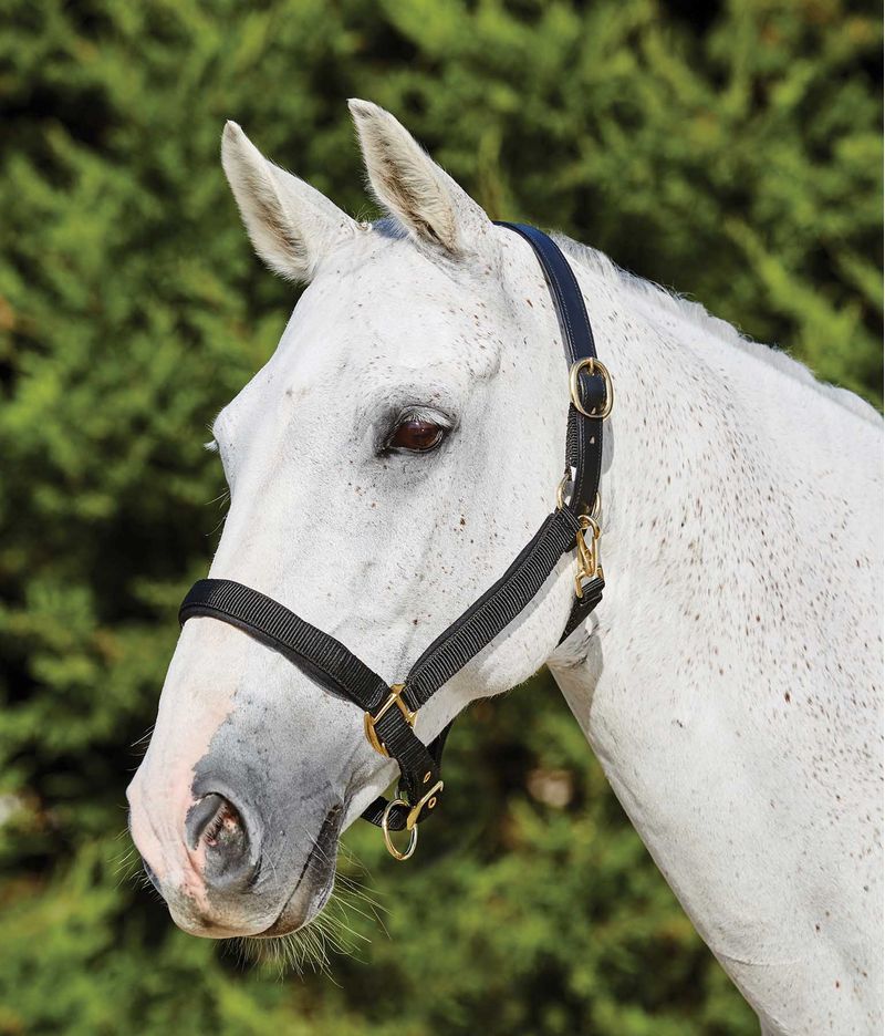 Kincade Deluxe Padded Nylon Breakaway Halter Jeffers