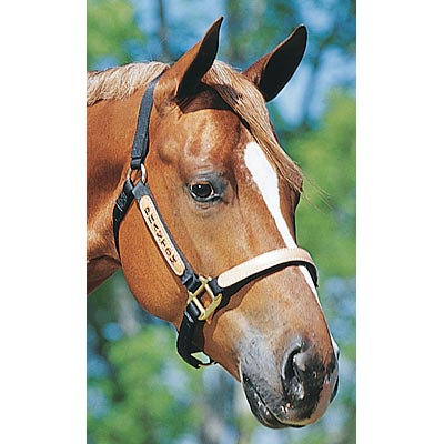 Personalized-Halters-for-Horses-Standard--800-1100-lb-