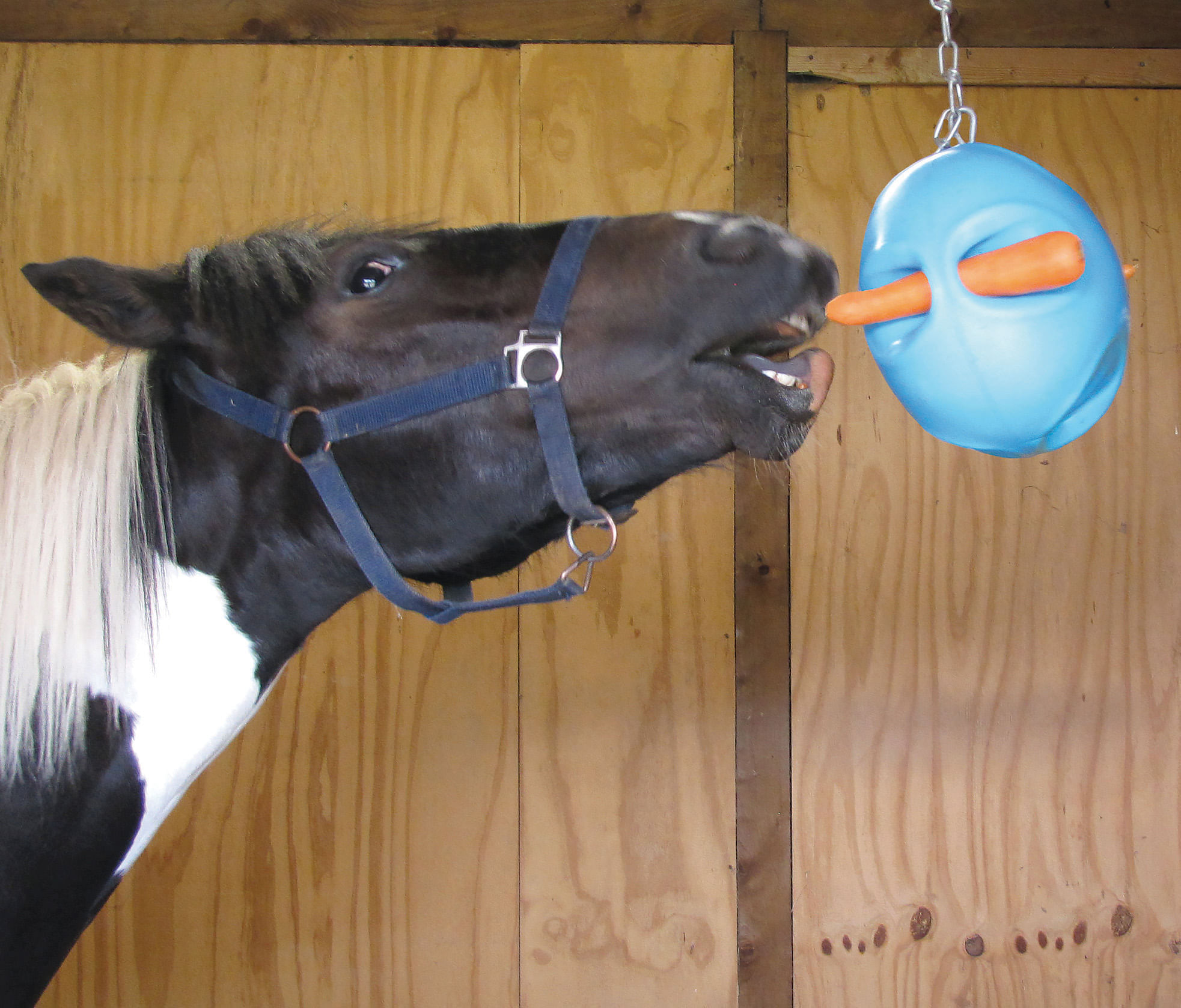 Carrot Ball Horse Treat Dispenser Jeffers
