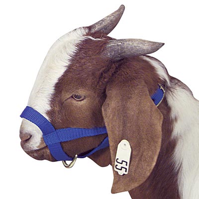 Jeffers on sale goat supplies