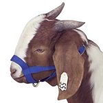 Jeffers-Large-Goat-Halter