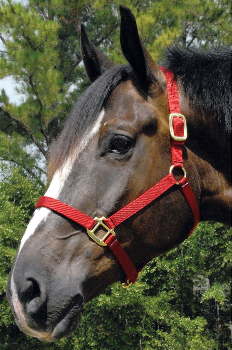 15835: 3 Ply average horse size adjustable halter with heavy duty thr 