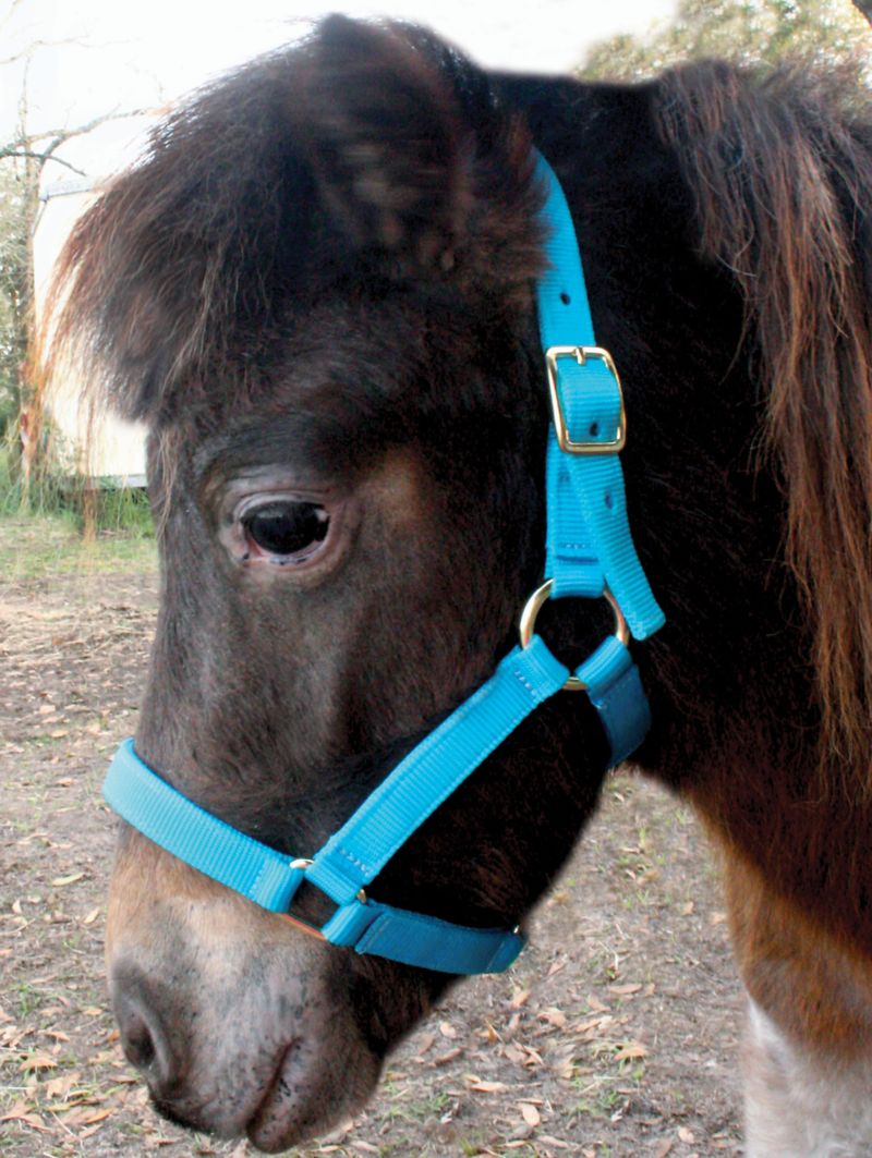 Jeffers Miniature Horse Halter Jeffers