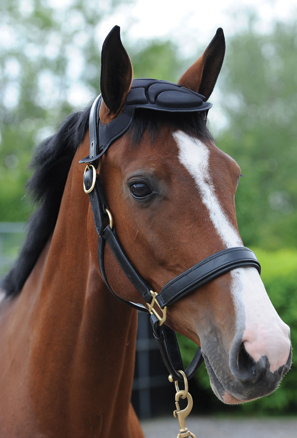 Woof Wear Head Bumper, Black Jeffers