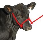 Poly-Cow-Halter