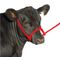 Poly Cow Halter