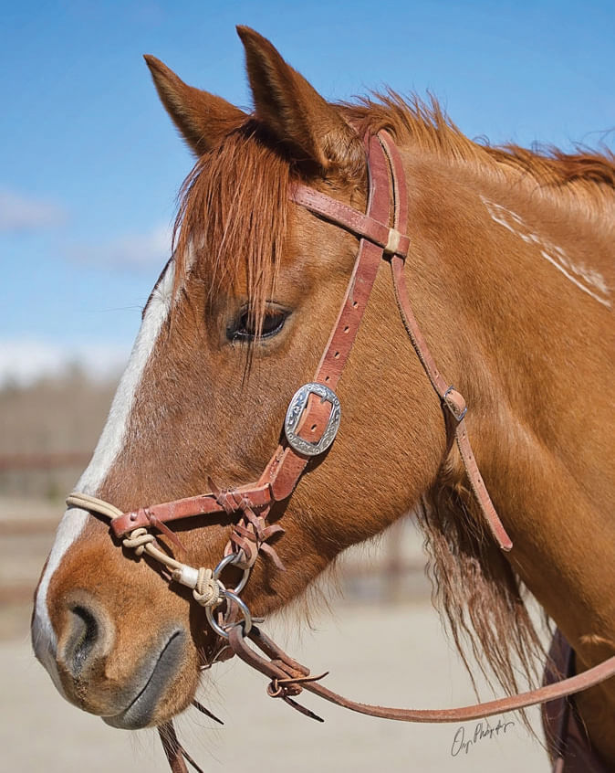 Justin Dunn Side Pull/Bitless Bridle, Russet Jeffers