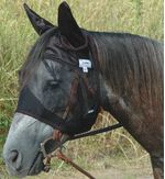 Cashel-Crusader-Quiet-Ride-Fly-Mask-with-Ears-