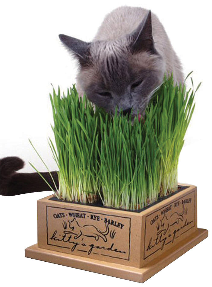 Kitty-s-Organic-Garden-Kit----Refills-