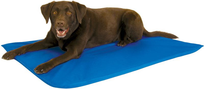 Dog cool hot sale bed