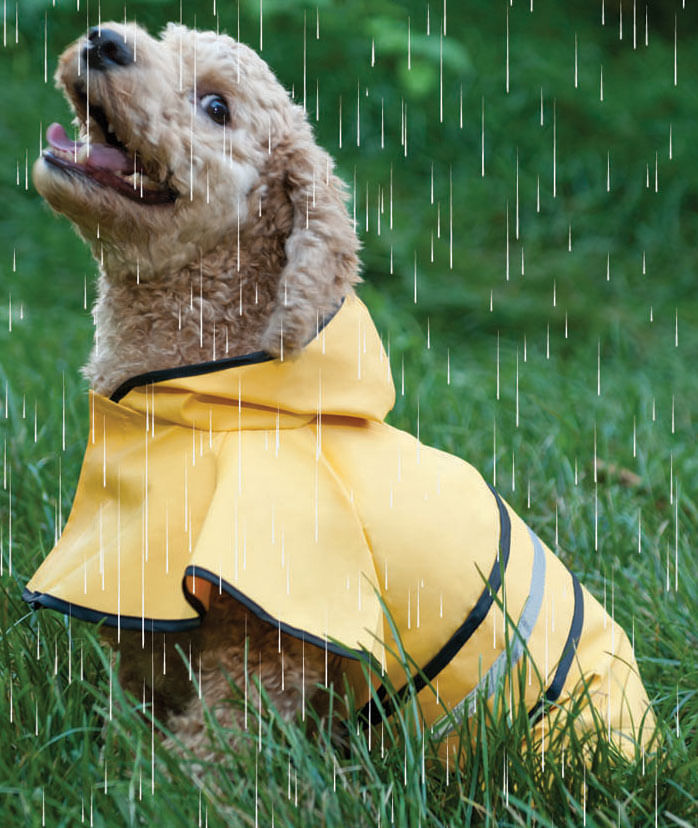 Rainy Days Dog Slicker Jeffers