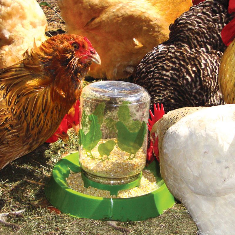 Lixit-Chicken-Waterer-Feeder, Gallon with Chickens eating