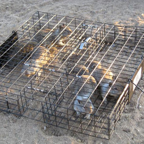 Rugged Ranch SQRTO Squirrelinator Trap CatchMor Live Animal 2 Door Metal  Cage, 1 Piece - Food 4 Less