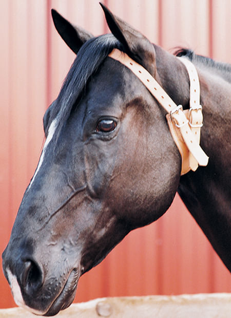 The-Original-Miracle-Cribbing-Collar-Average-Horse