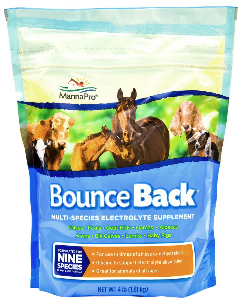 4-lb-Bounce-Back