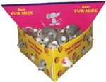 Furry-Mice-Cat-Toy