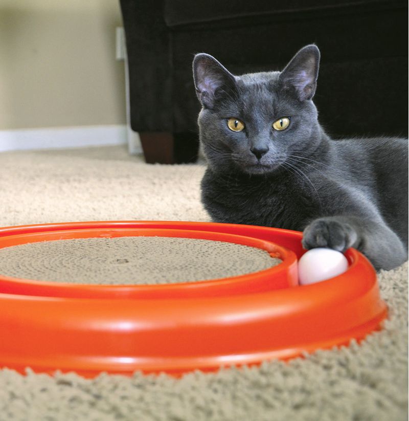 Turbo scratcher cat sales toy