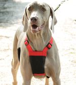 Sporn-Non-Pulling-Mesh-Harness-Large-X-Large