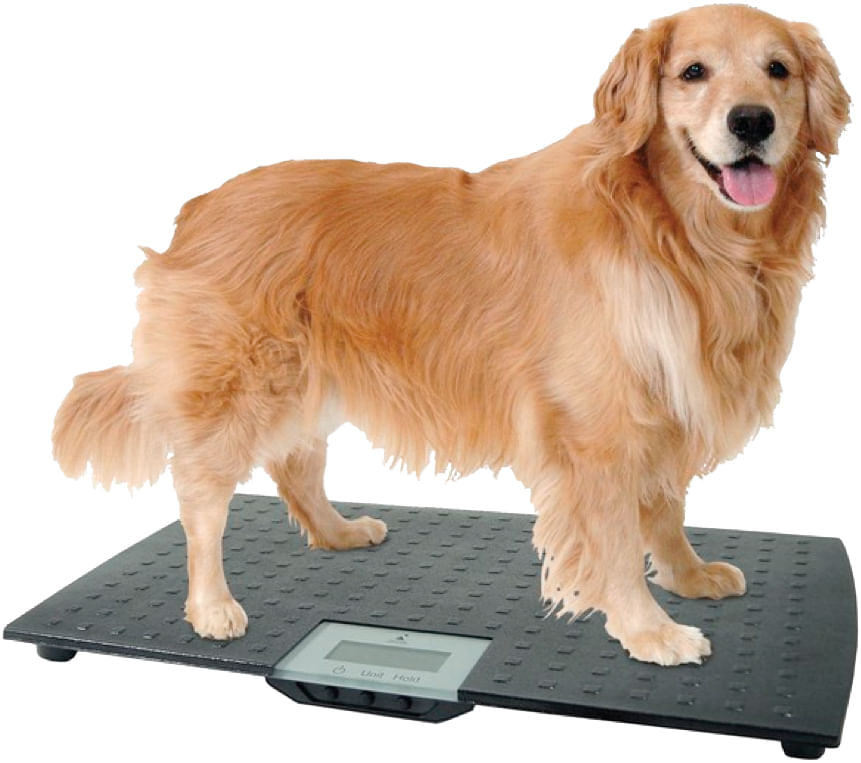 Adamson A50 Pet and Baby Scale - New 2023 - Digital Pet Scale for Cats Dogs  Rabbits Puppies Adults - Small Animal Scale - Great for
