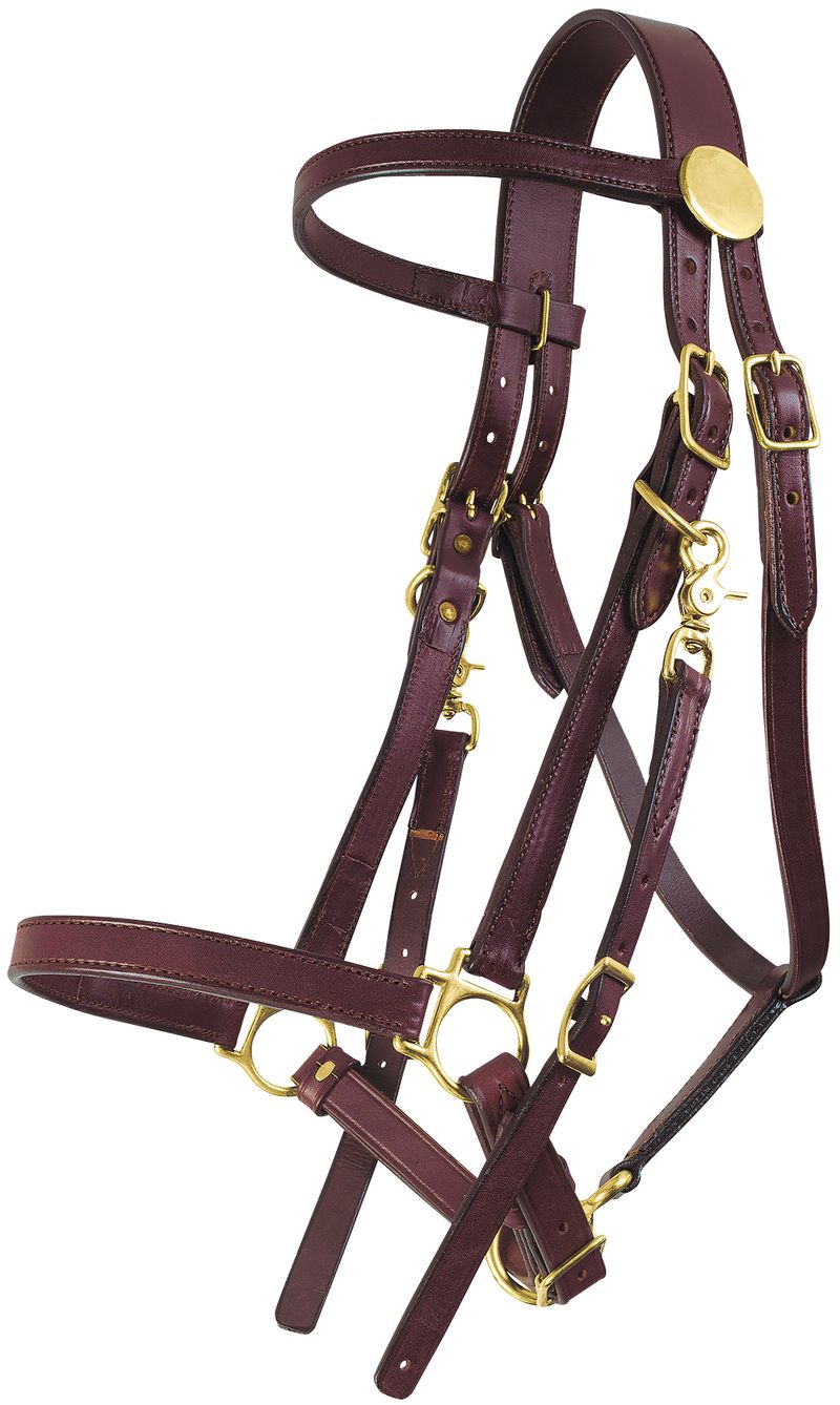 Tucker Standard Halter Bridle Jeffers