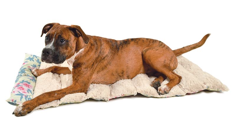 Laura-Ashley-Roll-Away-Pet-Bed
