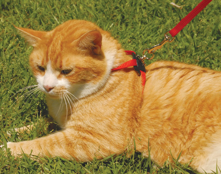 Size right sale cat harness