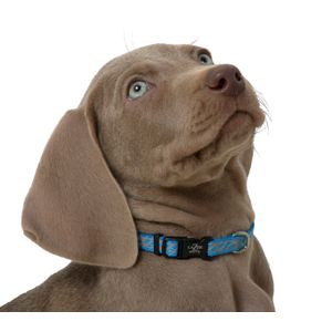 Lazer Brite Dog Collar, 8-12" x 3/8"