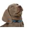 Lazer Brite Dog Collar, 8-12" x 3/8"