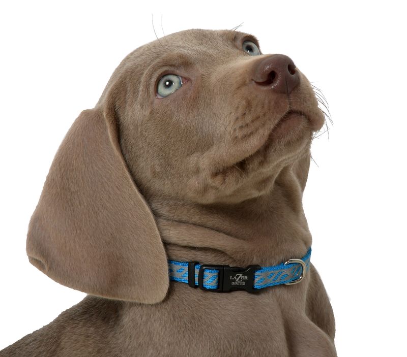 Lazer brite clearance collar