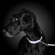 Lazer-Brite-Dog-Collar-8-12--x-3-8-
