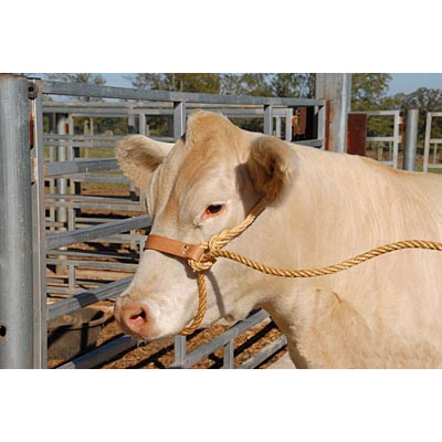 Economy-Rope-Halter-w-Leather-Nose-Band