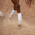 Classic-Equine-Legacy-2-Flexion-Boots-Hinds