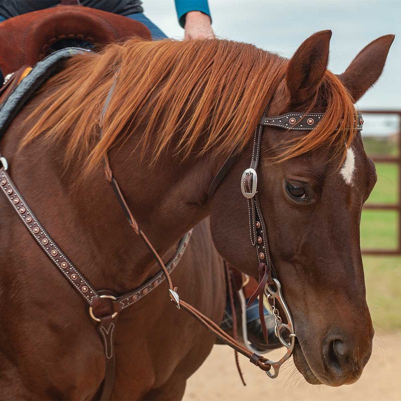 Classic-Equine-Copper-Dot-Browband-Headstall