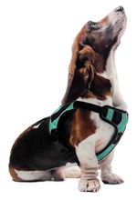 Quest-Multi-Purpose-Harness-Medium