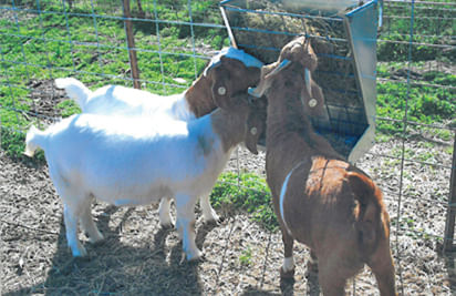 Auto goat outlet feeder