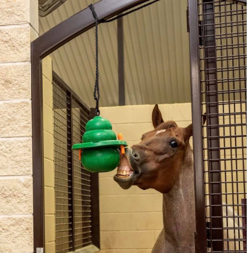 12" KONG Equine Hanging Set w/ Treat Ring, Green Jeffers