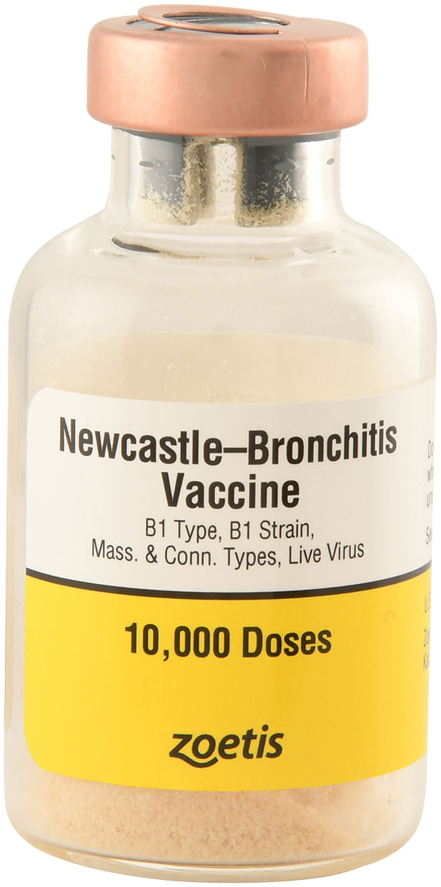 Newcastle-Bronchitis-for-Chickens