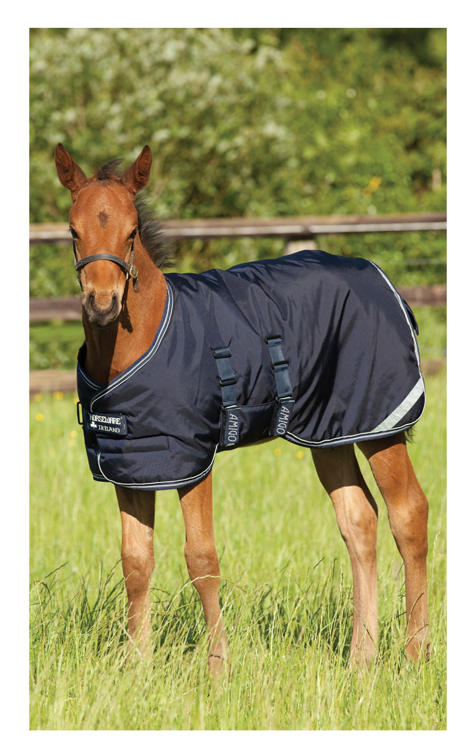 Amigo Medium Weight Foal Blanket Jeffers