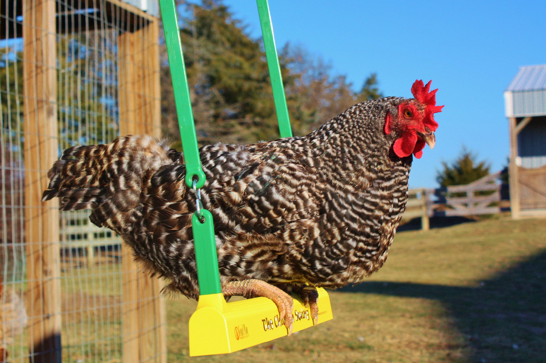 Chicken Swing. Fowl Play Gold. Return of the Chicken.