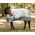 Jeffers 1200D Gray Economy Plus Horse Blanket, 240g