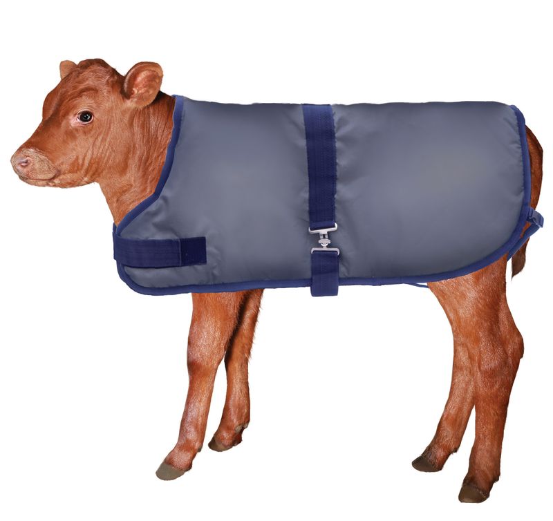 Kozee Kalf Insulated Calf Blanket Jeffers