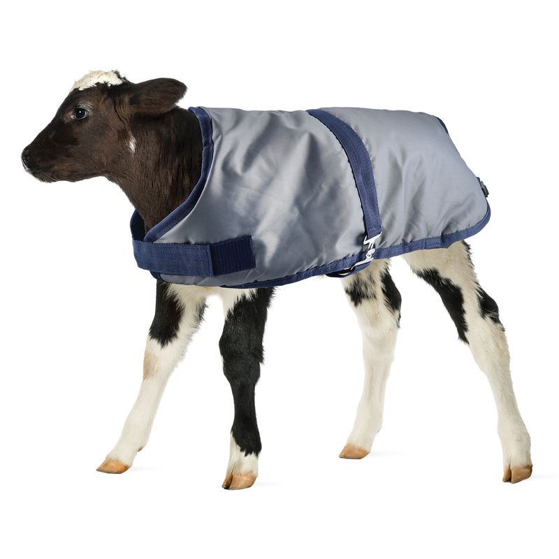 Kozee Kalf Insulated Calf Blanket Jeffers