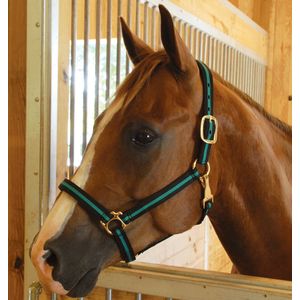 Jeffers Padded Halter with Snap