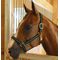 Jeffers Padded Halter with Snap